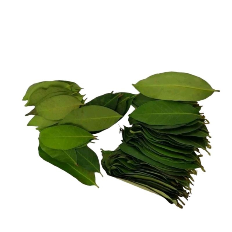 

Daun salam segar 20lembar bahan masakan penyedaP