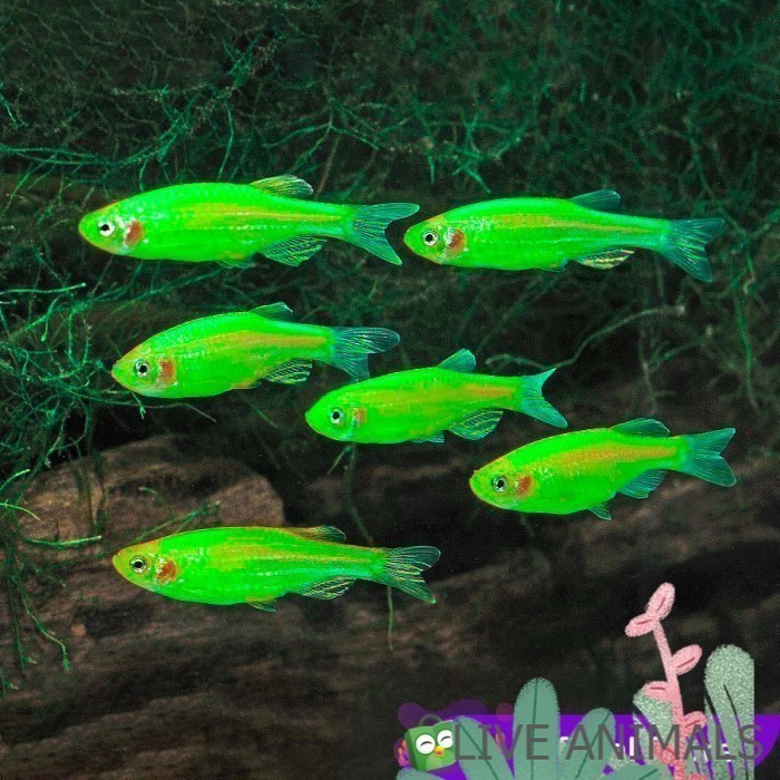 singletank Apple Green Danio Tetra Zebra / Hijau Apel Danio /  Hias Aquascape