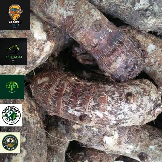 

Ubi talas enak murah
