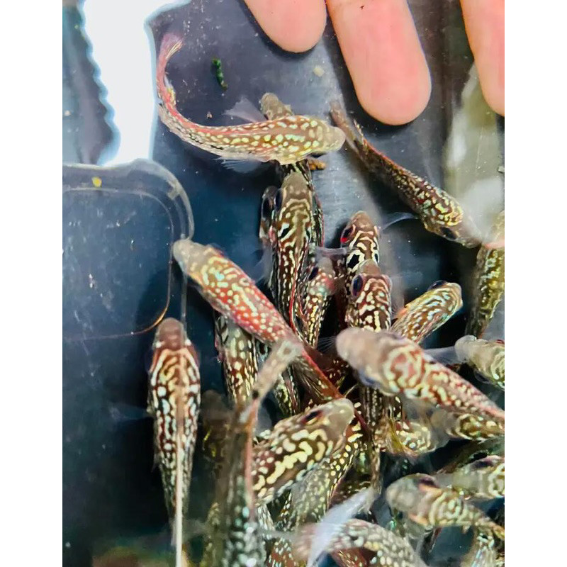 hiyasan akuarium buy 3 get free 1 Burayak Kamfa F2 Redking Sortiran Gen Ori Thailand  akuarium