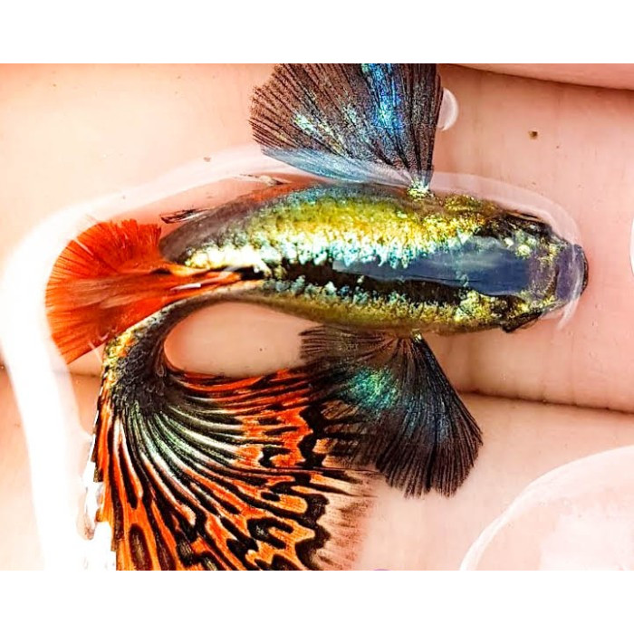 Guppy Platinum Red Mozaik / Ikan Hias Air Tawar Aquascape