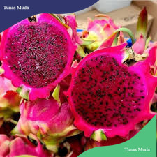 

BIBIT BUAH NAGA MERAH SUPER BISA DI TARUH POT (beli 5 gratis 1)