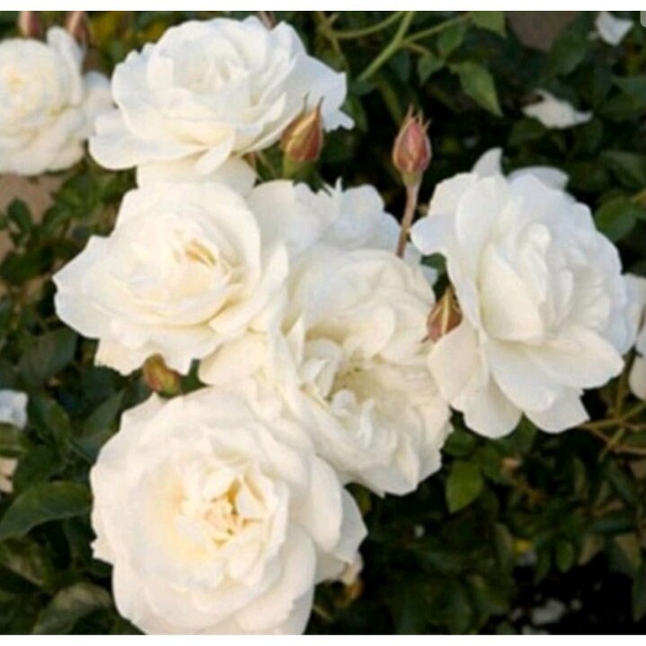 Bunga mawar old rose putih/mawar kampung putih wangi