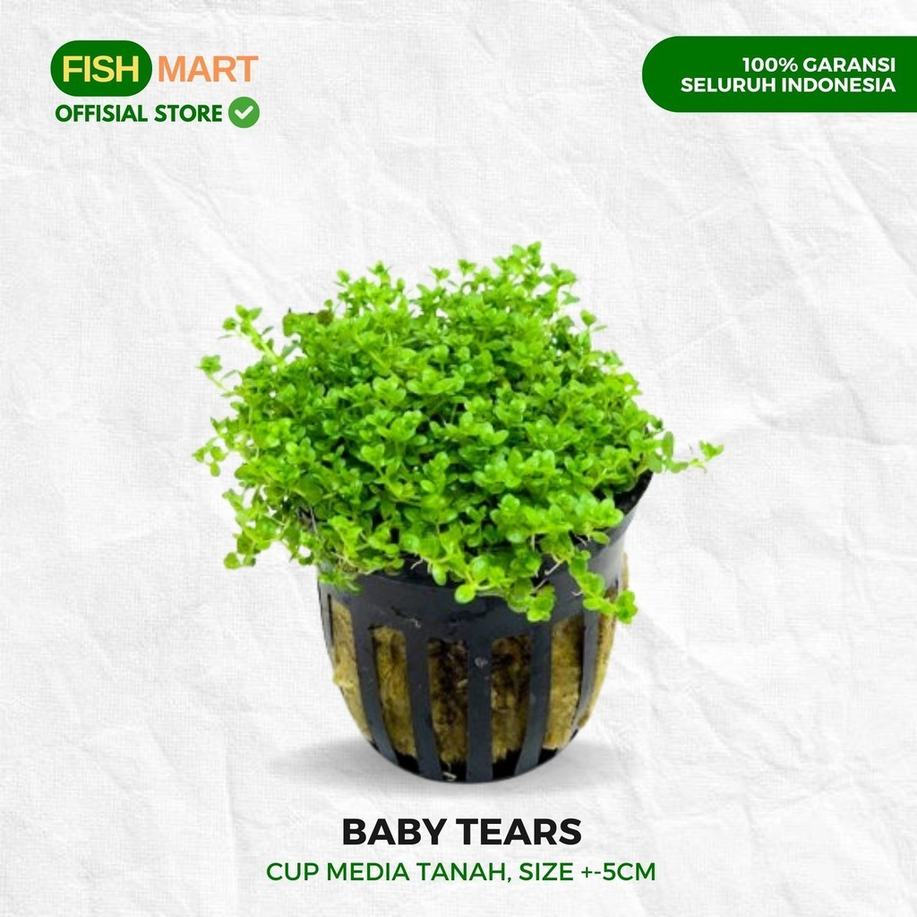 Baby Tears Tanaman Tumbuhan Karpet carpet Aquascape Aquarium Akuarium Tanpa Low Co2 Chana Channa Can