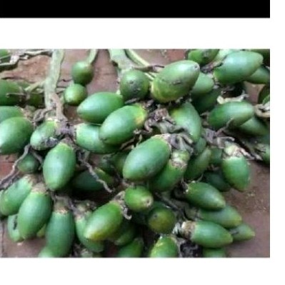 

Buah pinang muda 500 gr buah sakti