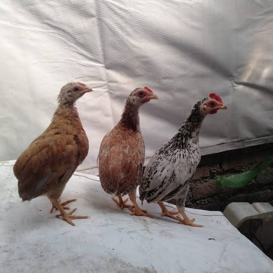 

Telur ayam tukung / telur ayam hias / telur fertil asli
