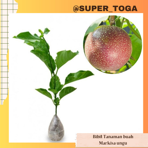 MARKISA bibit markisa manis bibit markisa ungu cepat berbuah bisa tabulampot bibit markisa merah