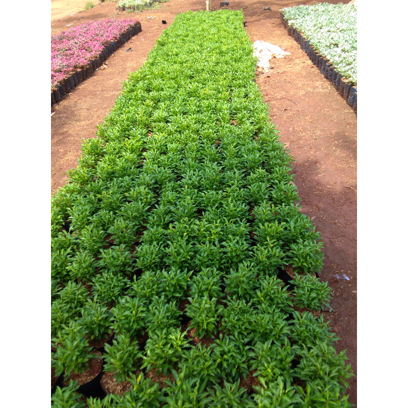 Tanaman krokot hijau / pohon krokot / kerokot hijau