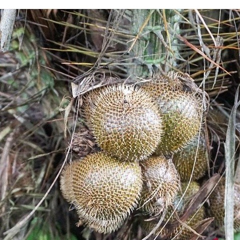 SALAK GADING | kwalitas bibit unggul siap tanam