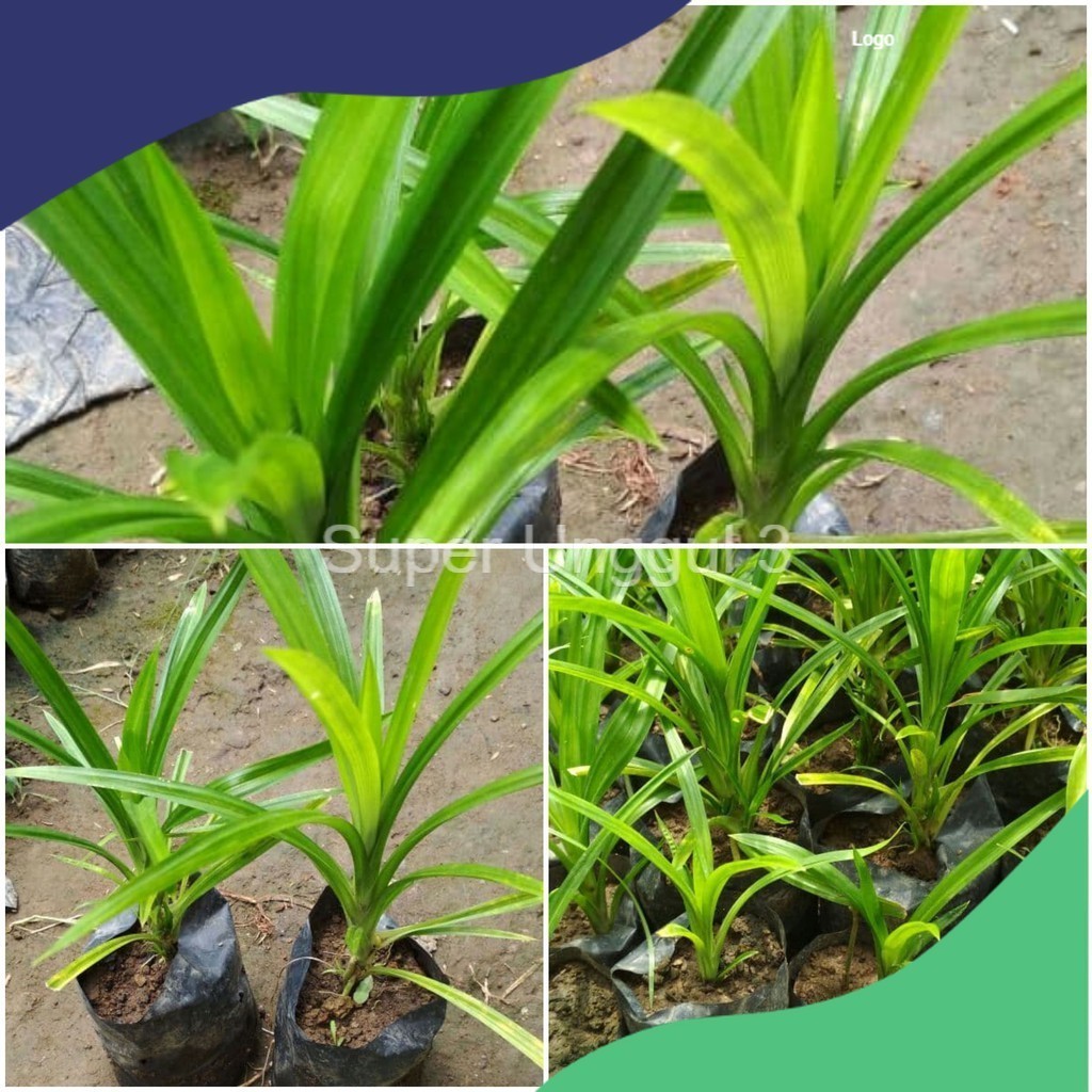 Tanaman Pandan Wangi Jumbo