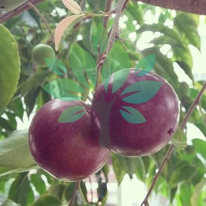 Bibit Tanaman Buah Plum Aussie-Bibit Buah Plum Ausi Super