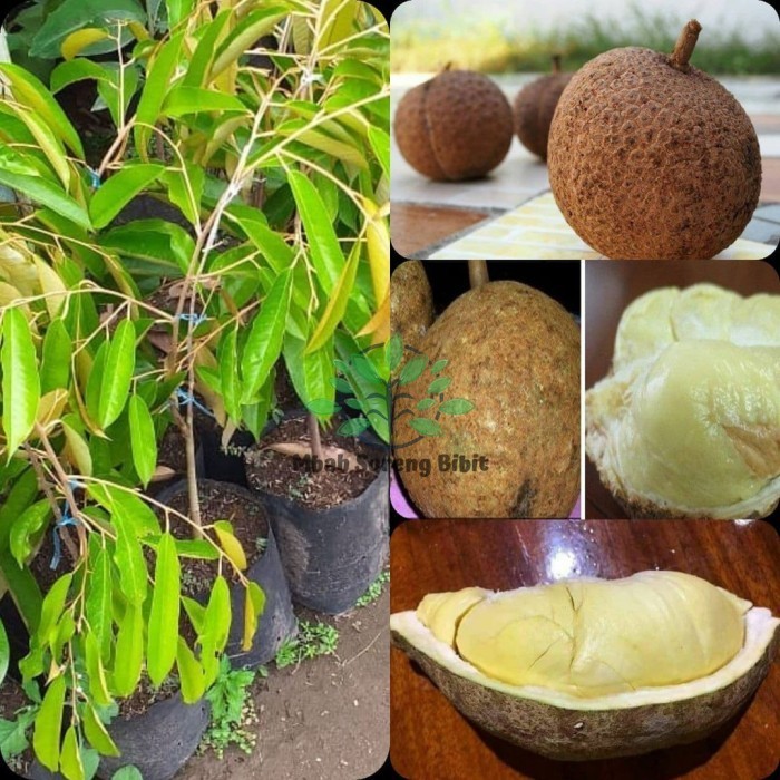 Bibit Durian Gundul (VALID) Langka - Durian Gundul Okulasi