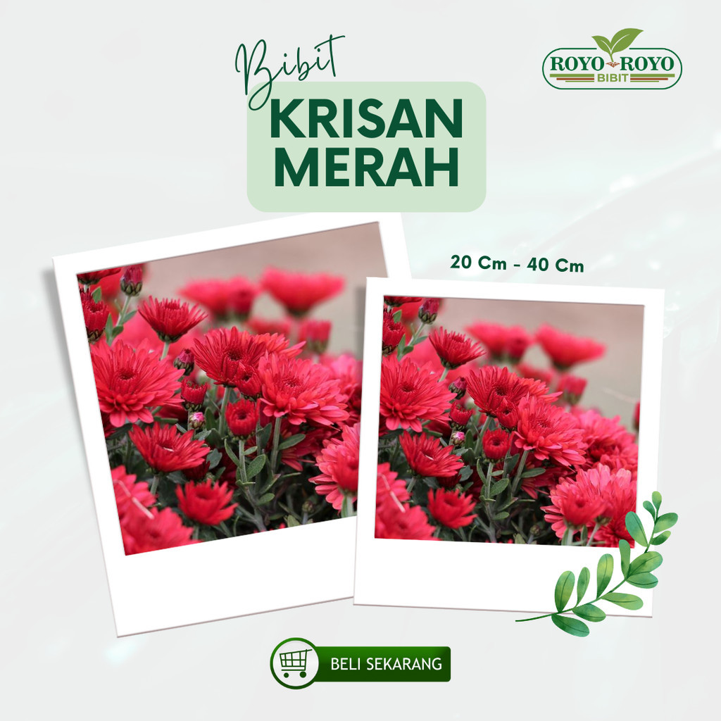 Bibit Bunga Krisan Merah tanaman hias hidup 1 pot Tanaman Unggul