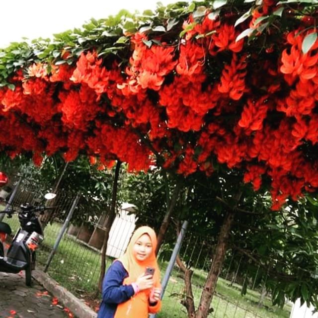 Tanaman Bibit flame of irian merah api dan hijou toska..