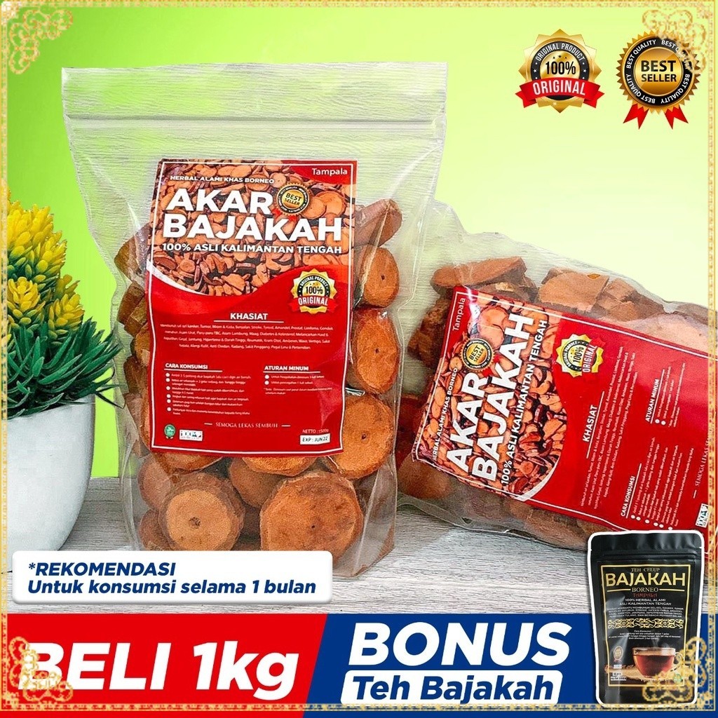 

[TERLARIS] 1Kg Akar Kayu BAJAKAH TAMPALA MERAH Siap Seduh Obat Tumor dan Kanker (100% ORIGINAL) Asli Kalimantan - BONUS 1BUNGKUS Teh BAJAKAH