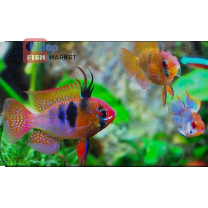 Perlengkapan aquarium microgheopagus ramirezi jenis mix german besar bergaransi sampai tujuan
