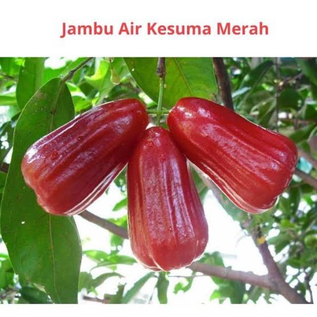 BIBIT JAMBU AIR KESUMA MERAH