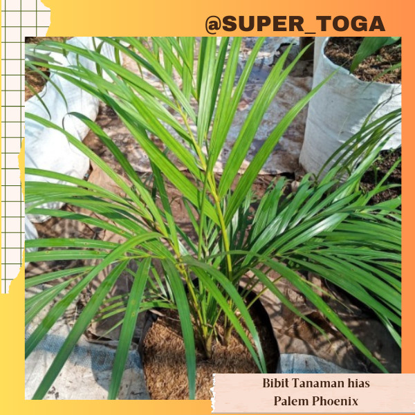 PALEM PHOENIX Bibit Tanaman Palem Phoenix bibit Palem Phoenix bibit Palem Kurma Mini bibit Tanaman H