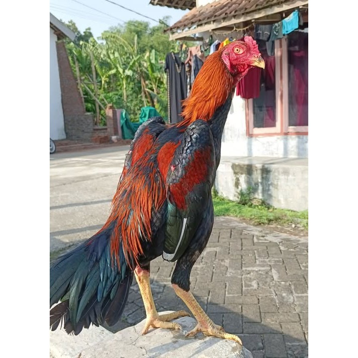 

Telur ayam bangkok shamo eropa / ayam petarung aduan untuk ditetaskan