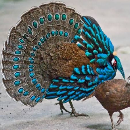 

Telur ayam hias ringneck palawan pheasant fertil bisa ditetaskan Langsung