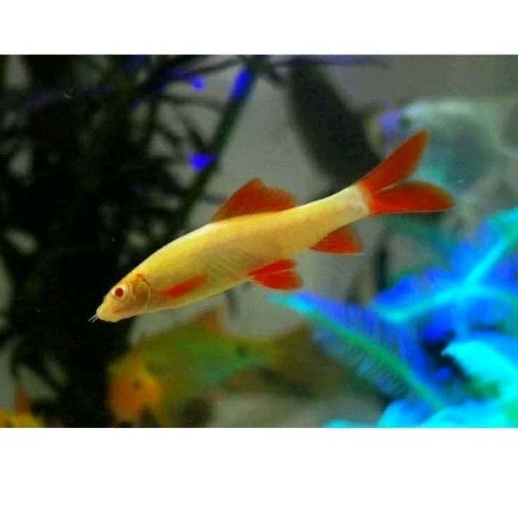 PAKET TERLARIS BARANG REAL REDY REDFINE albino ikan hias pemakan alga/lumut aquascape