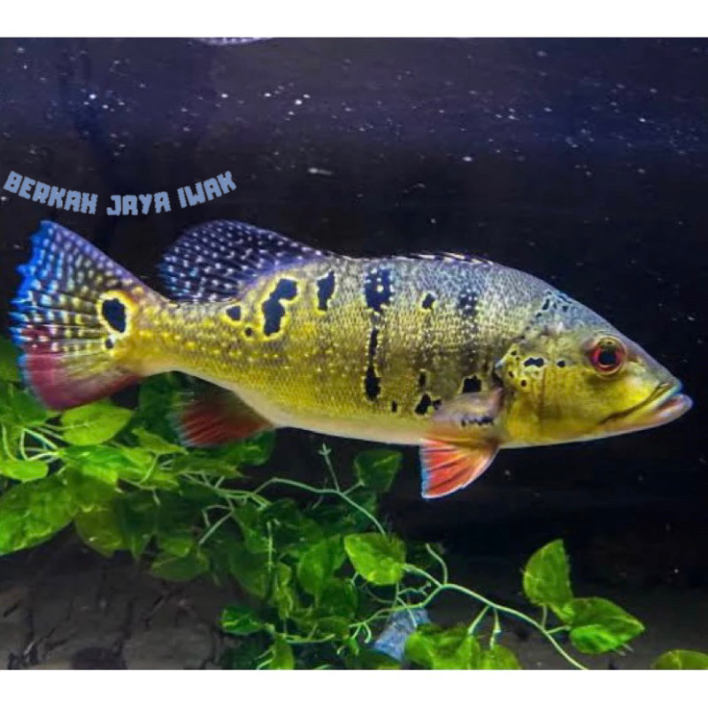 SUPER PROMO  kebutuhan akuarium (-+ 10CM) IKAN HIAS PBASS BROCOPONDO IKAN HIAS PREDATOR AQUARIUM vir