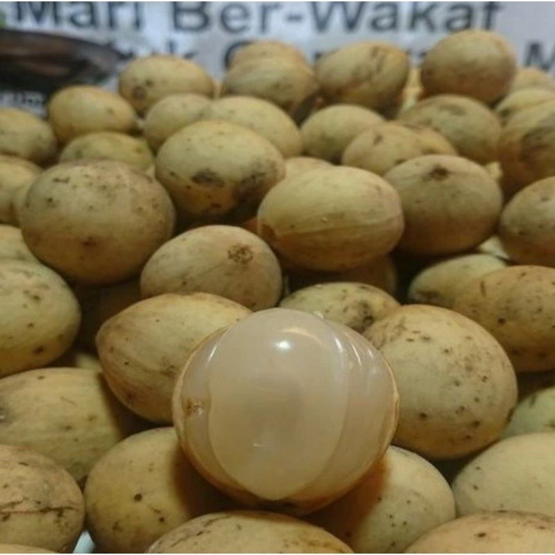 

Duku Palembang Super Berat 1 kg (Pengiriman Medan) - BEST Fresh Food