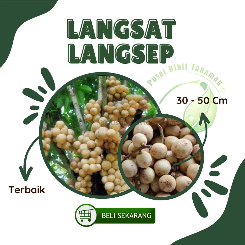 Bibit Langsat Bibit Buah Langsat Super Berkualitas[ SIAP KIRIM ]