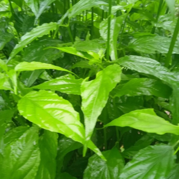 

kalingsir/belalai gajah 1 kg