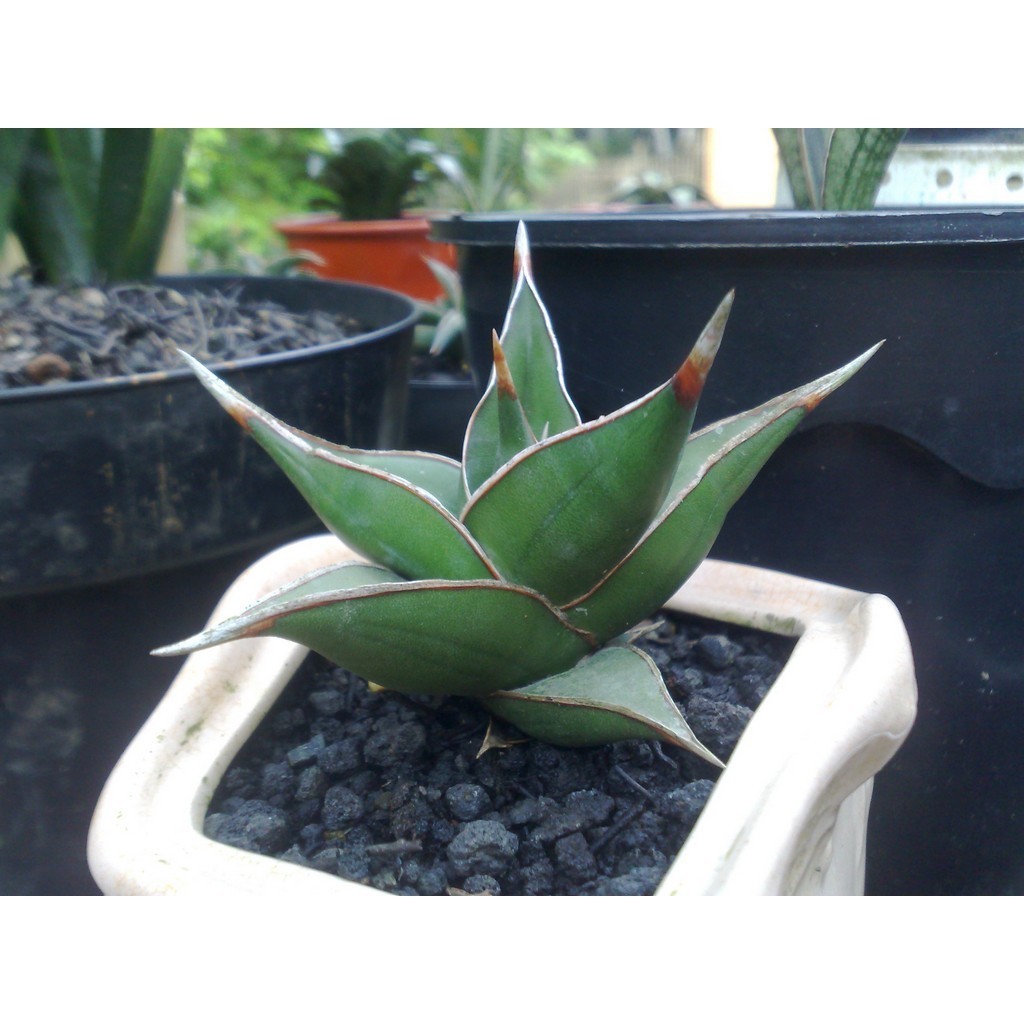 Sanseviera pinguicula (Dracaena pinguicula) - Sansivera - Lidah Mertua