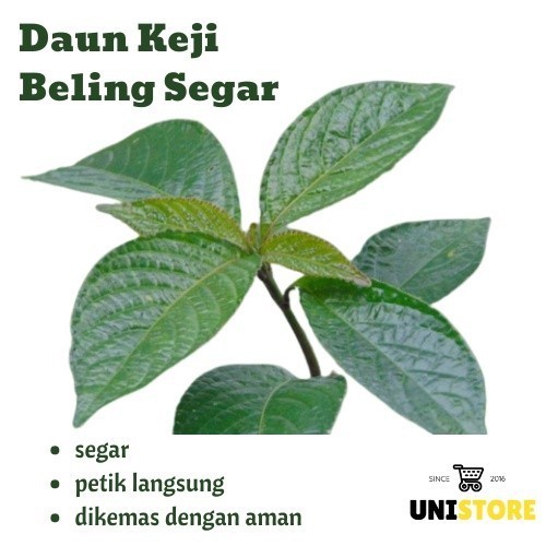500GR DAUN KEJI BELING / PECAH BELING SEGAR - Obat Batu Ginjal