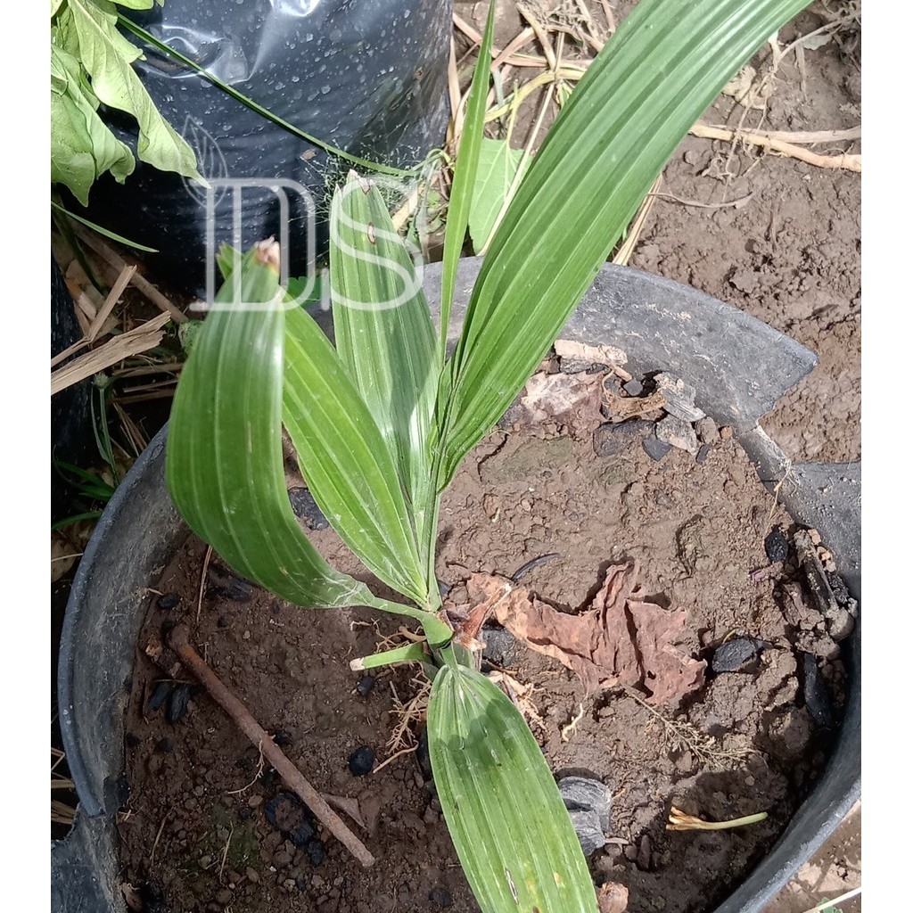 DS• bibit tanaman Kurma tropis siap tanam || Kurma tropis seedling Beli 10 gratis 1