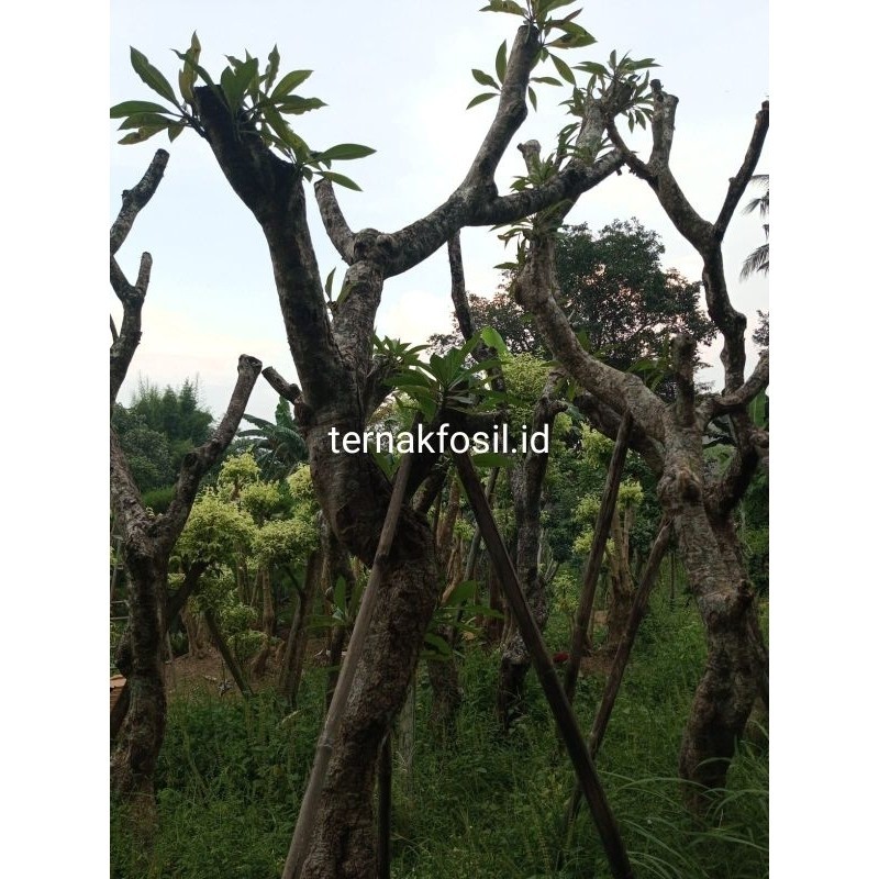 POHON KAMBOJA FOSIL tinggi 3-4 meter free pemasangan