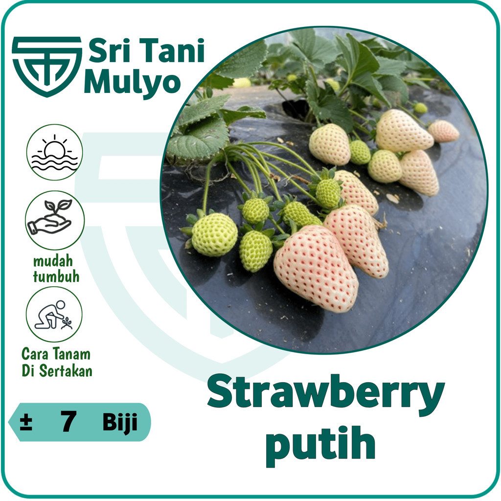 7 Bijii - Benih Korean White Strawberry Stroberi Putih Korea Pineberry Seeds - IMPORT
