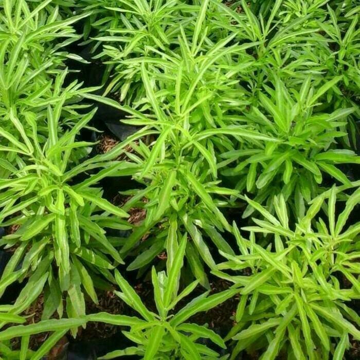 Tanaman Zodia Anti Nyamuk | Pohon zodiak/zodia | Tanaman Hias Zodia