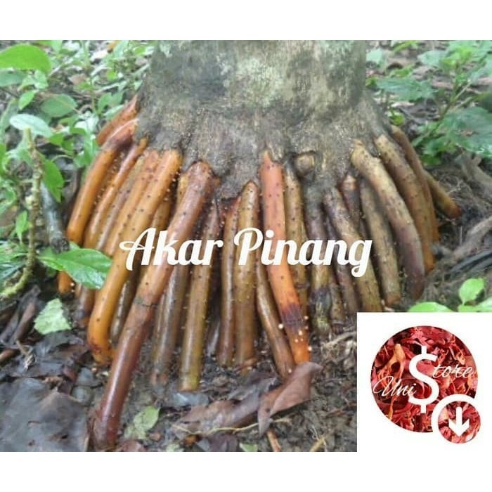 

Hafika Akar Pinang Segar 100 Gram