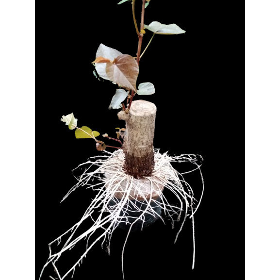 stek batang besar tua tanaman hias bonsai waru varigata berkarakter akar keliling siap program