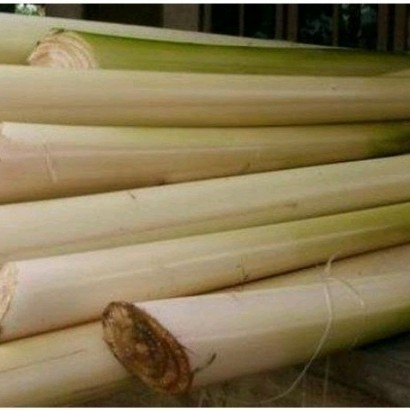 

COD - Gedebong pisang /batang pisang segar per 1kg untuk herbal Terlaris mega store ready