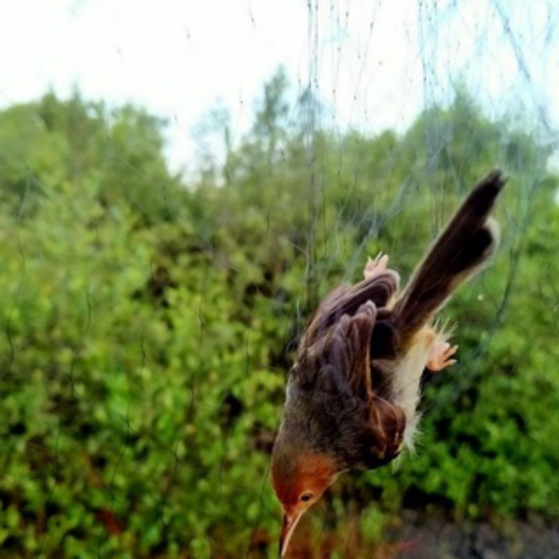 Ready Jaring Burung Kecil 0.12 Jaring Pleci Pipit Prenjak 2 Inchi Panjang 10 Meter Tinggi 2 Meter