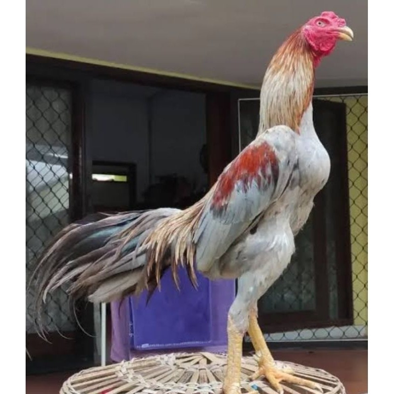 

Telur Ayam Bangkok Pakhoy kwalitas super telor Burung Hias untuk di tetaskan