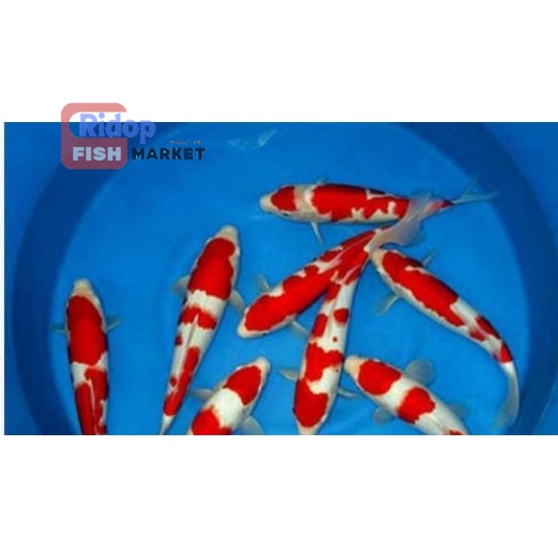 KOI Kohaku ukuran 10-14 cm isi 3 ekor + BONUS PAKAN IKAN berkualitas