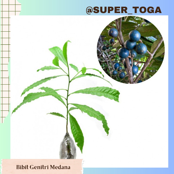 bibit jenitri medana bibit buah dewa siwa bibit genitri medana