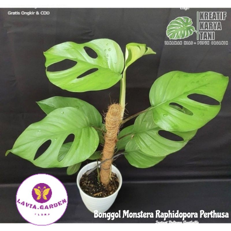 TERLARIS NO1 Bonggol monstera raphidopora perthusa - Bonggol monstera