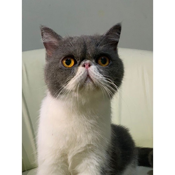 kucing exotic shorthair/ persia /peaknose