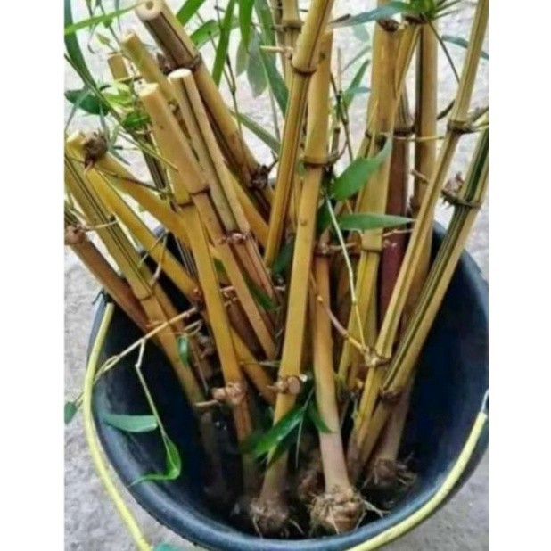 

Bibit tanaman bambu kuning penangkal ilmu hitam . .