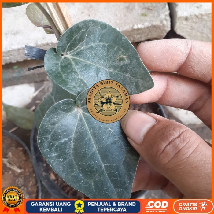 BIBIT TANAMAN SIRIH HITAM HERBAL UNGGUL Bibit Tanaman Super Unggul PRADITA BIBIT TANAMAN