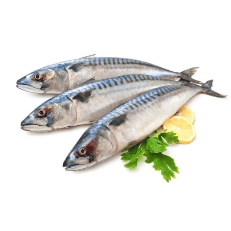 

Ikan Tenggiri Fresh