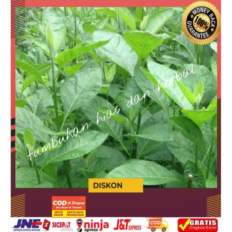 

Daun afrika/daun afrika segar fresh/obat herbal alami siap petik 500gram