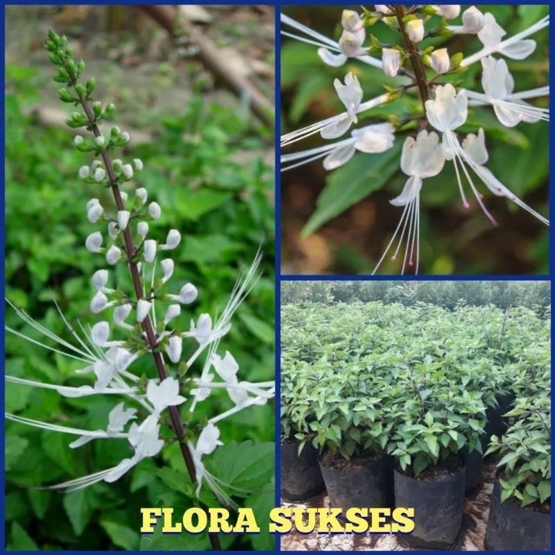 Tanaman Kumis Kucing / Bibit Tanaman Kumis Kucing / Tanaman Herbal Kumis Kucing ready