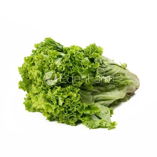 

Sayur Green Curly/Selada Keriting Hijau Segar 1/4 Kg - 250 Gram